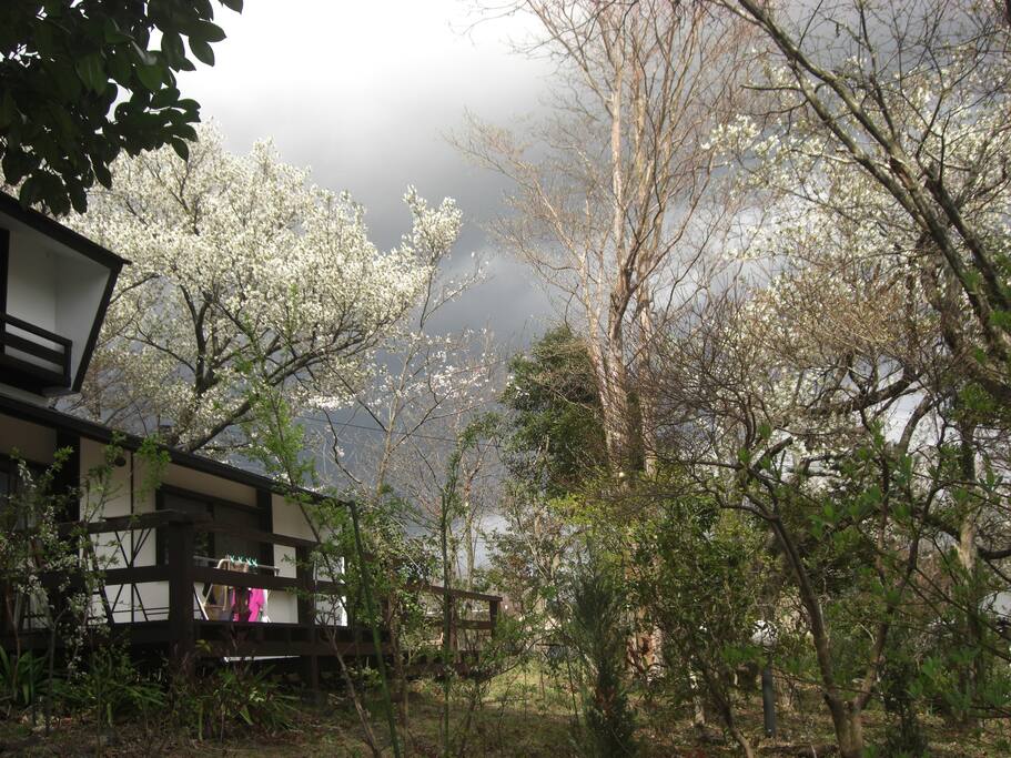 ウッドデッキと庭の桜 a large deck and many a cherry trees in the yard