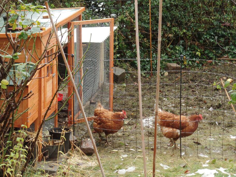 3 backyard chickens provide fresh eggs every day!