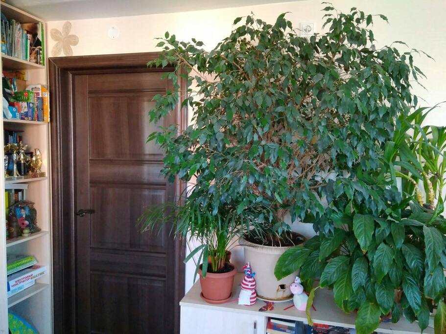 Living room.