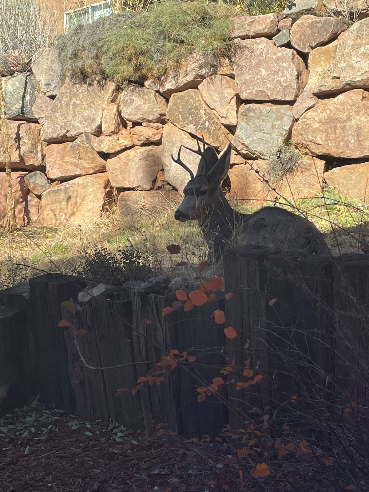 A deer can be seen resting near a wooden fence, framed by a rocky wall of boulders in the background. The surrounding area features sparse vegetation and autumn leaves, providing a natural setting typical of Colorado's wildlife.