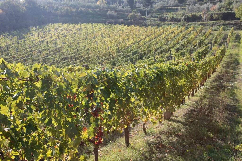 Vigna uva San Giovese per Brunello