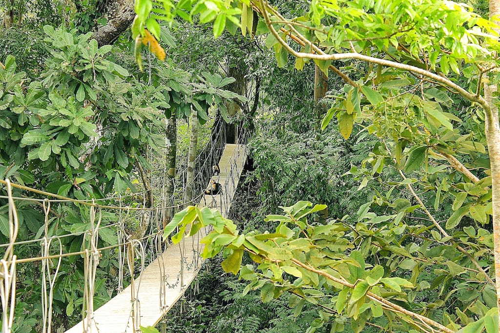 Canopy bridge where the monkeys play (on the property)