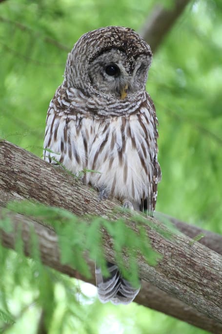 Darius the owl regularly hang out in our back yard