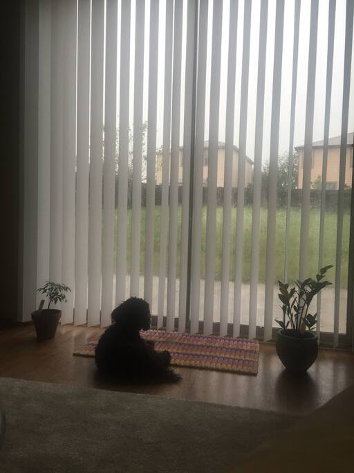 My sweet puppy