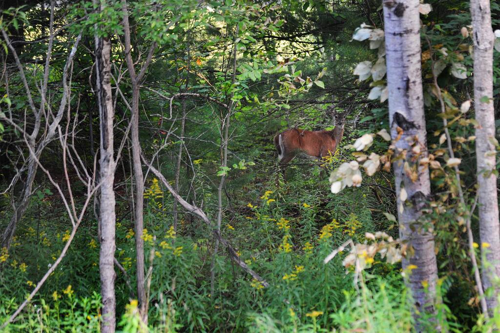 A deer near hole nine on the Schuss Mountain golf course.