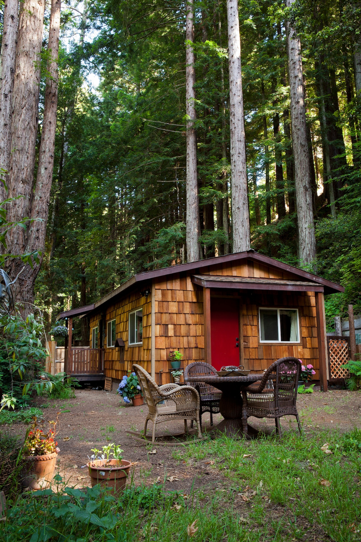The rustic cabin is framed by towering redwoods, showcasing natural wood siding and a cheerful red door. A small patio area is furnished with four woven chairs and a round table, surrounded by a grassy garden and flower pots.