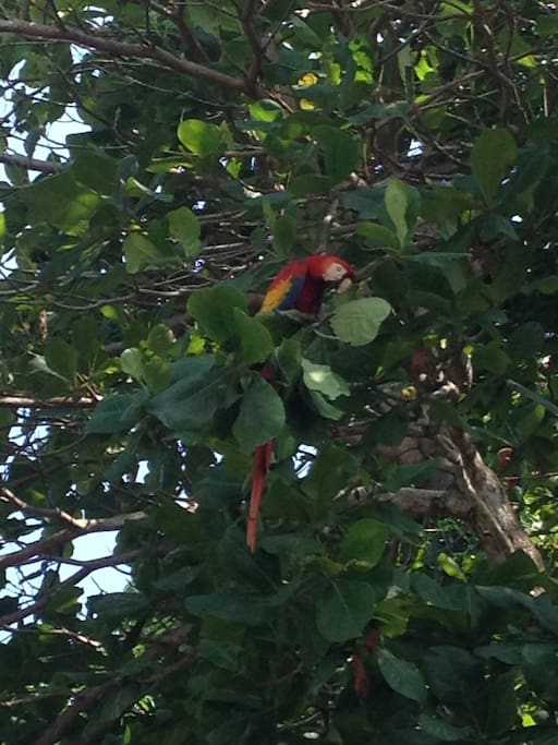 Lapa Roja.
Scarlet Macaw