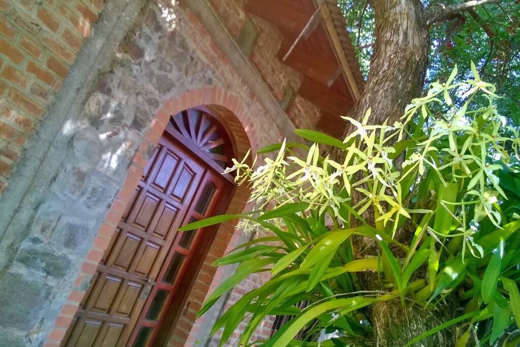 Orquideas nativas
