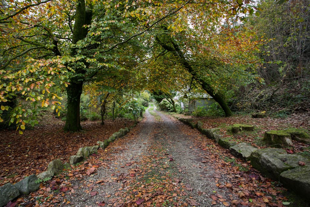 The drive to The Mill looking autumnal