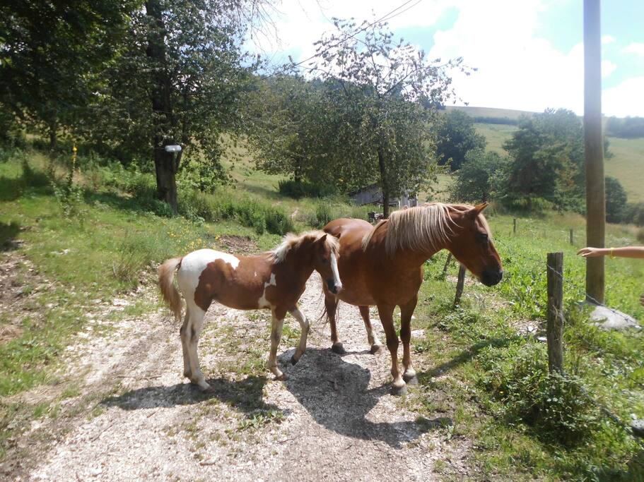 Fattoria