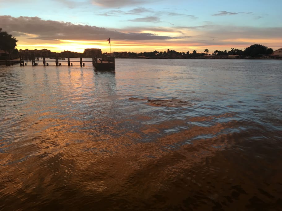 Dolphins swimming by the Dock. Enjoy manatee, dolphin, and sea life watching from the dock.