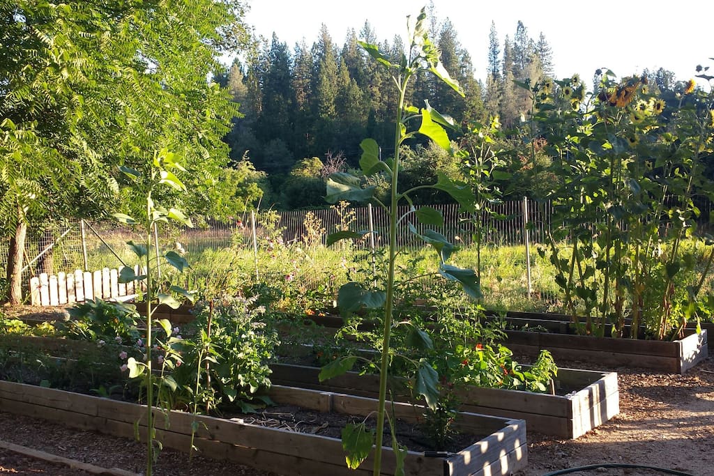 Summer garden