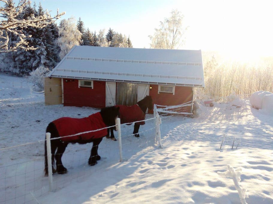 Unsere Pferde im Winter