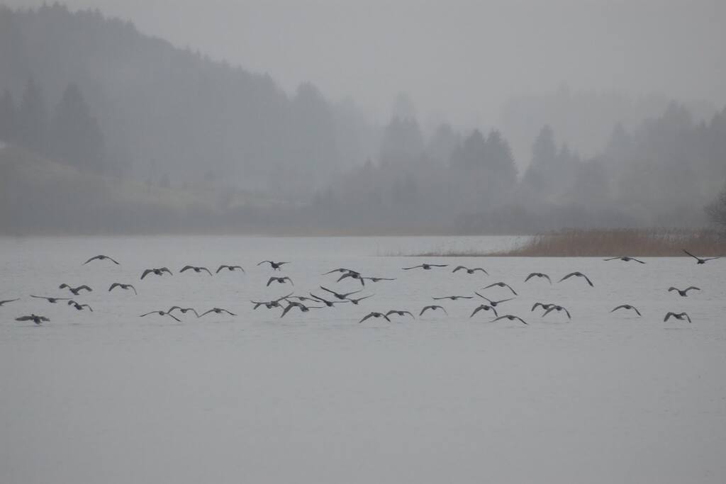 Vol de cormorans sur le lac
