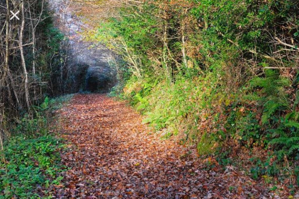 Kilanerin Forest
