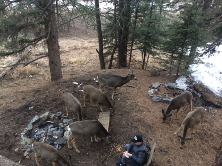 Deer around campfire of home.