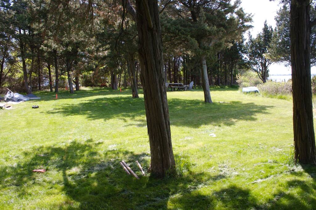Front yard with cedar trees