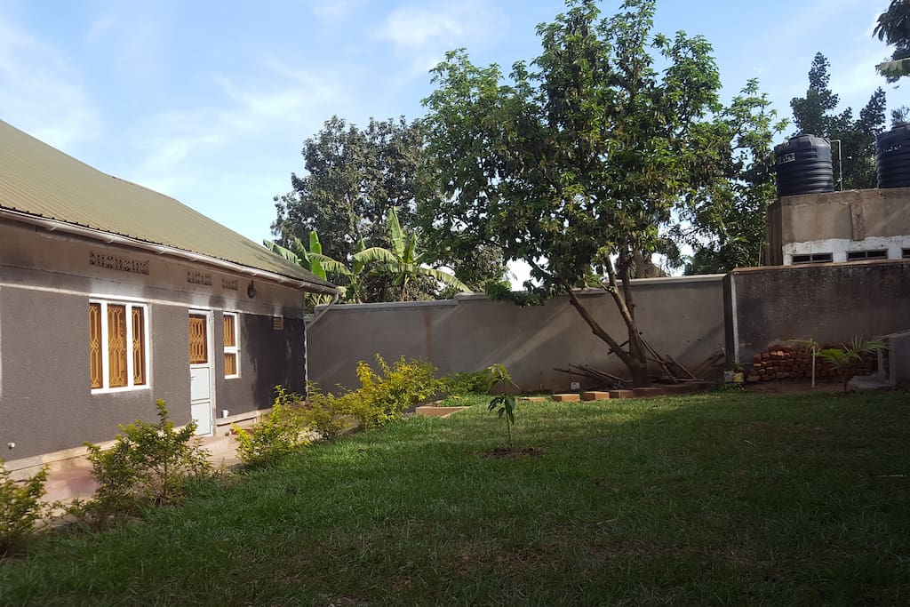 Backyard with view at avocado tree.