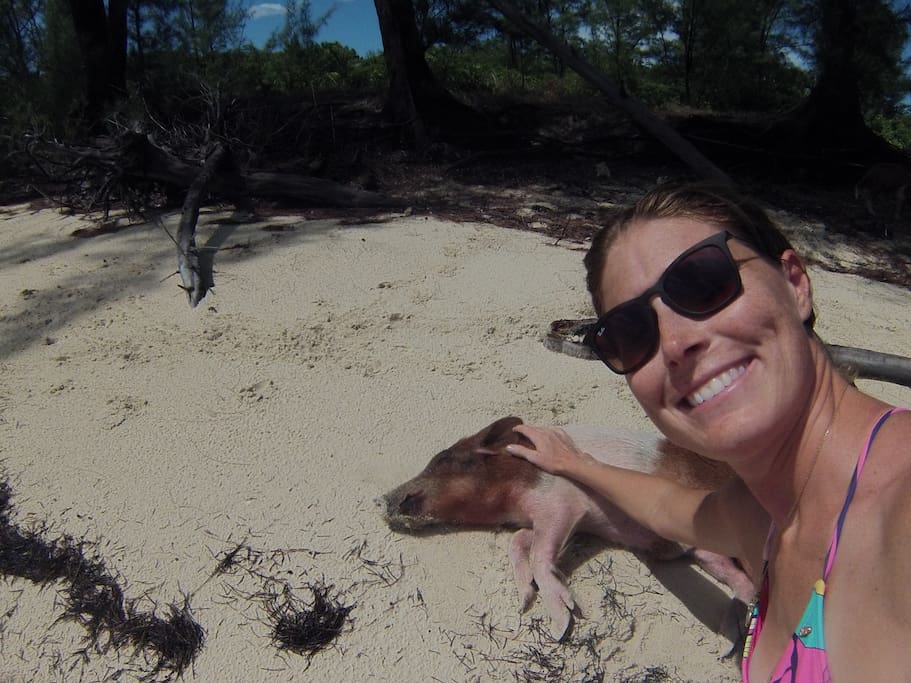 Pig Beach Abaco just