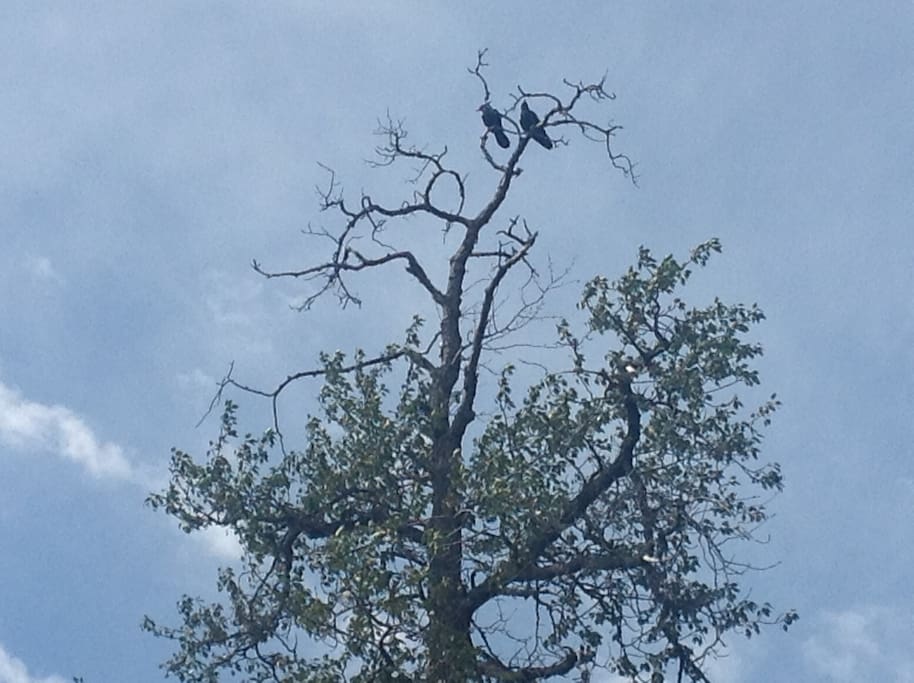 Pair of visiting ravens