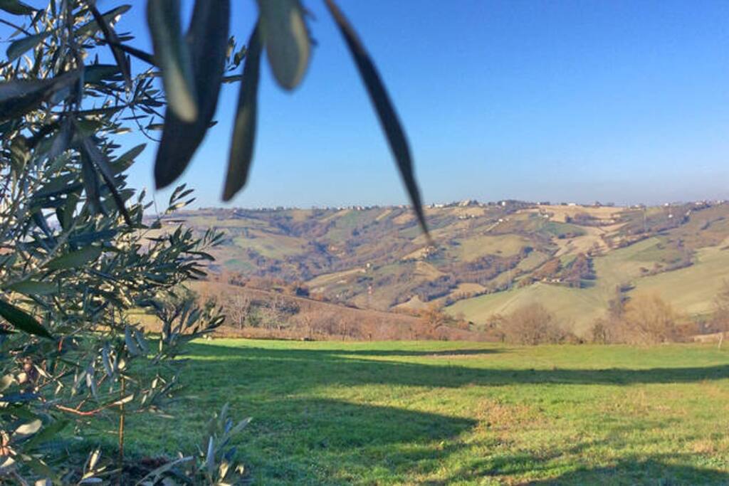View from the olive trees garden