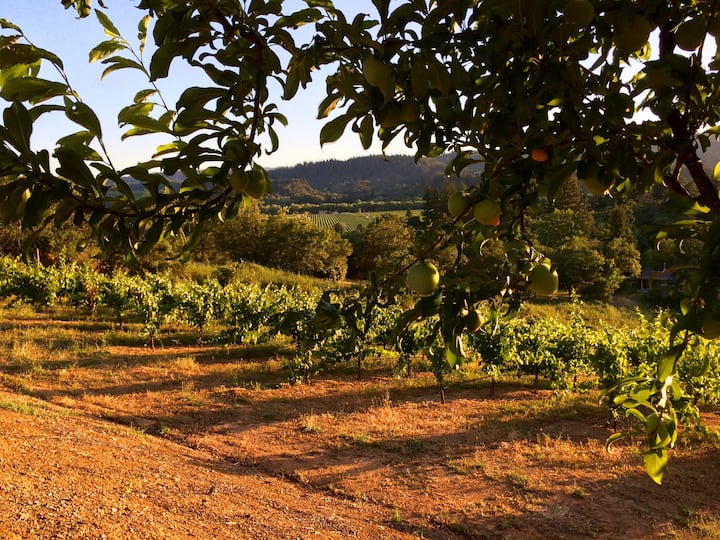 Vineyard Modern Barn House Dry Creek Valley Houses for Rent in