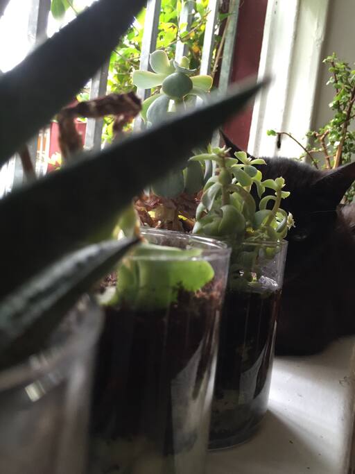 Black cat on his favorite windowsill.
