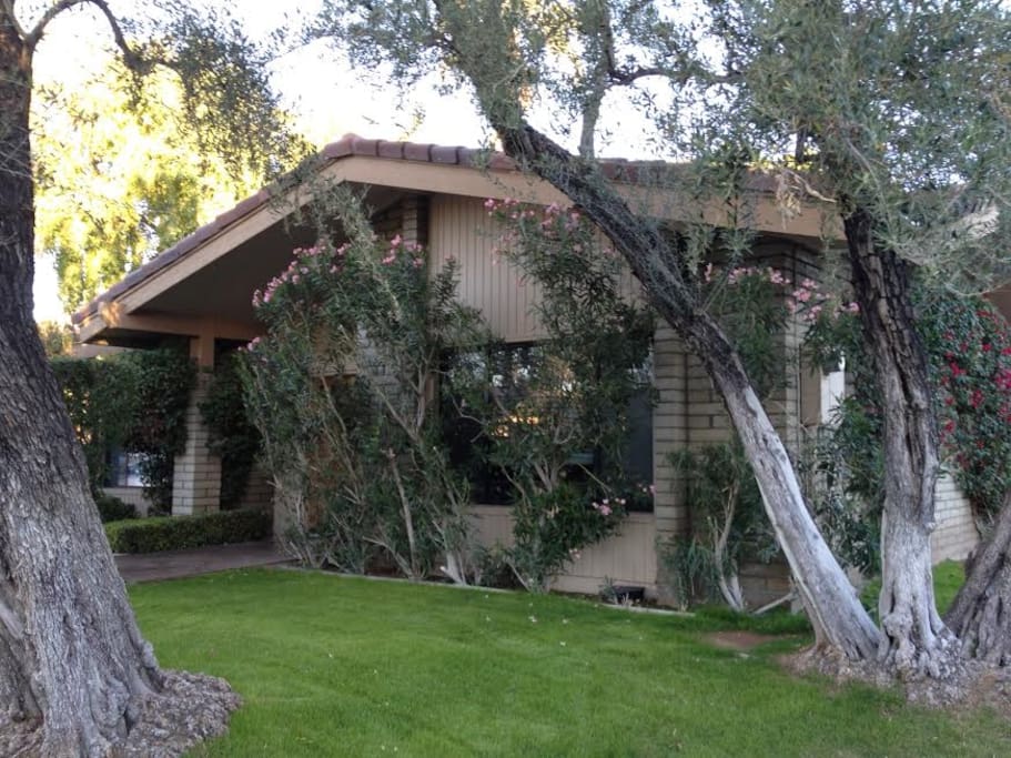 Front view with old olive trees, this is a corner lot, carport is on the left side