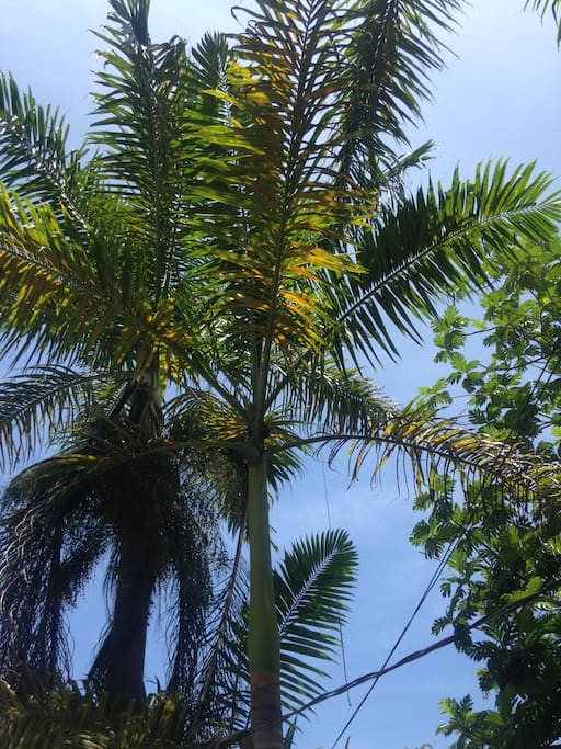 Palm trees on our property.
