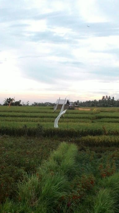 Rice field,flowers,and sunset view..