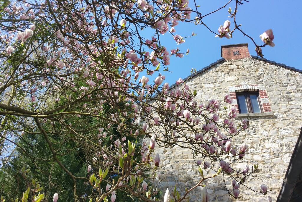 vue de la cour quand le magnolia est en fleurs