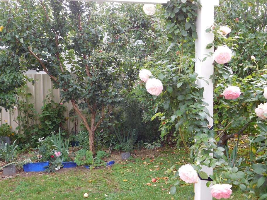 The view from the kitchen window. Pierre de Ronsard rose growing on the post.