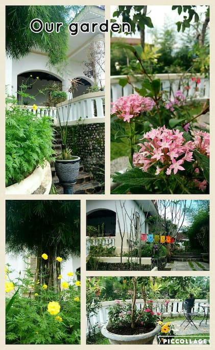 our garden