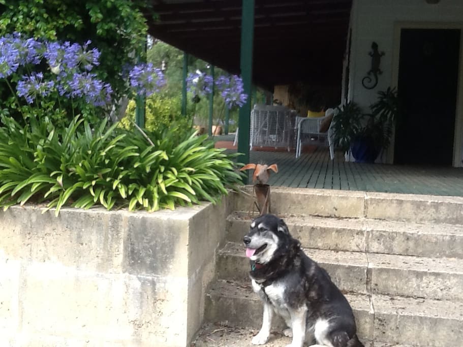 Shade, your welcoming committee.