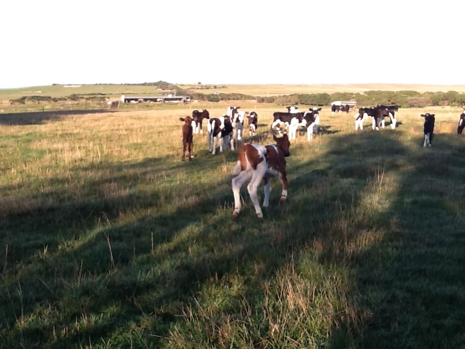 Country farm area is great for the children