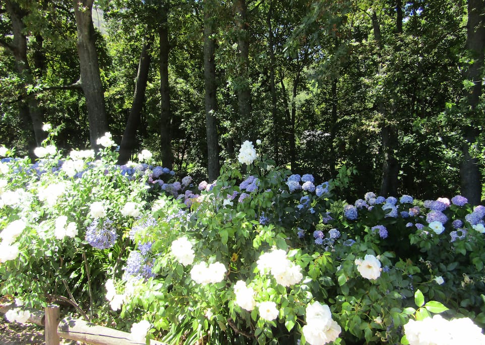 Roses and Hydrangeas in bloom