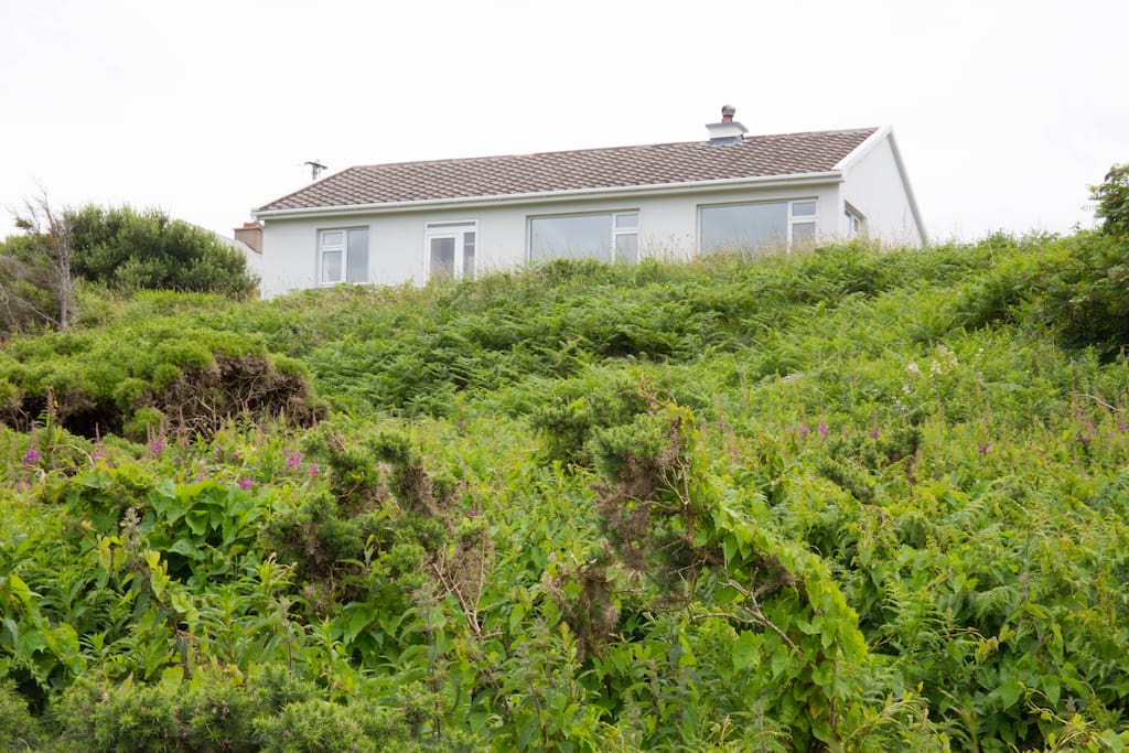 The house