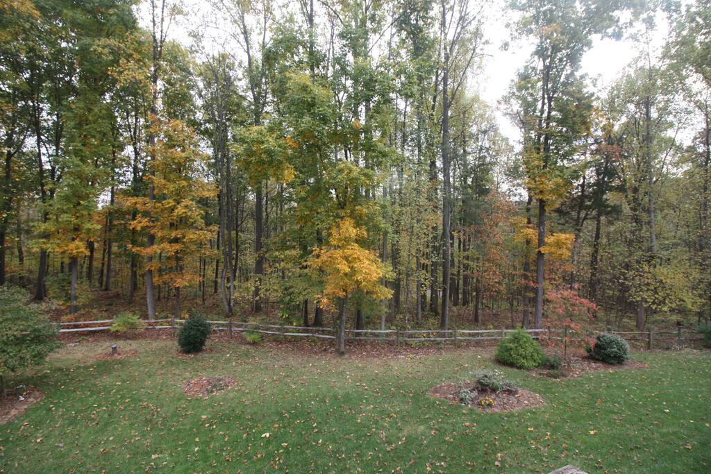 A view of the forest from the Ellisfield's 2nd story window.