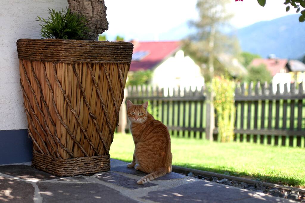 Hauskatze Smoki