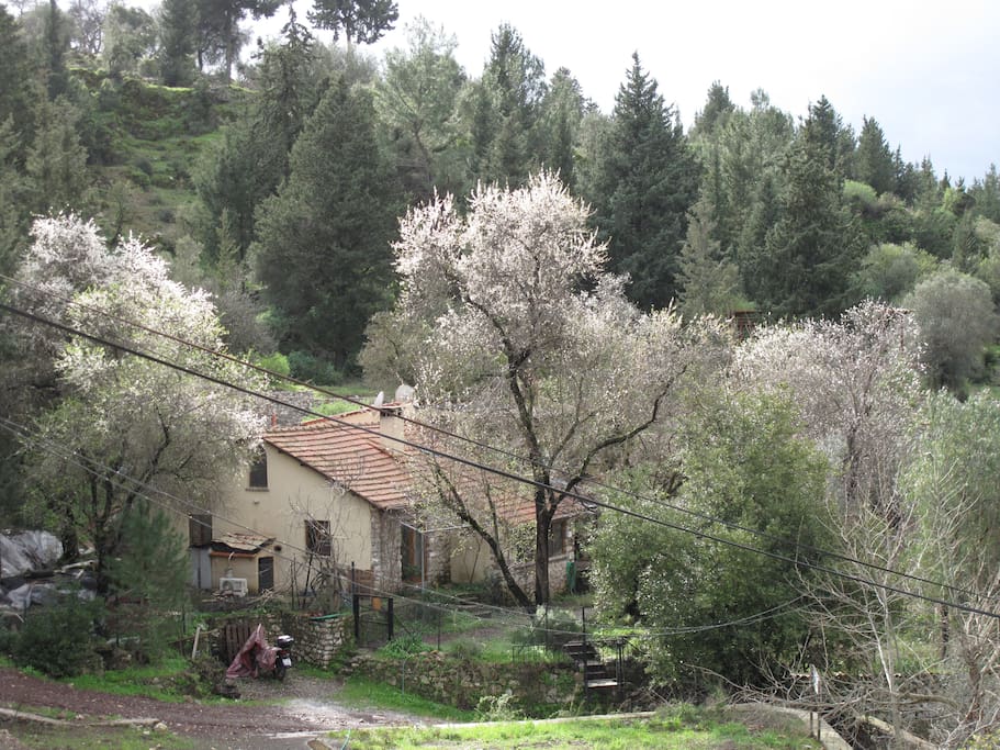 House is surrounded with almond trees