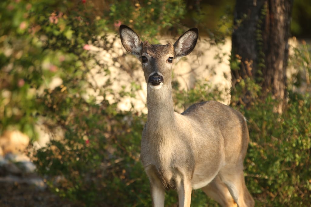 Pets that live in neighborhood