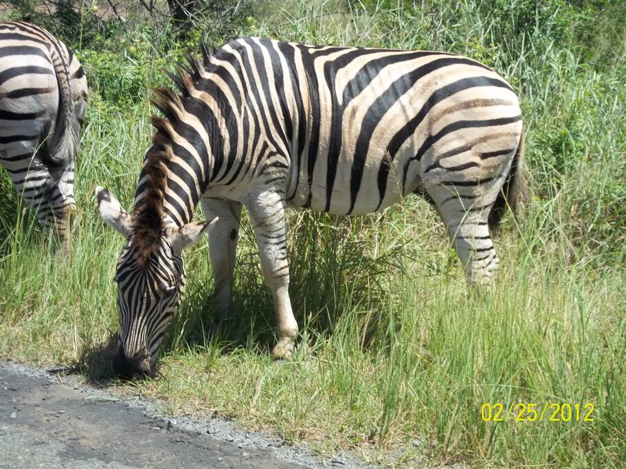 GAME DRIVES -NEARBY