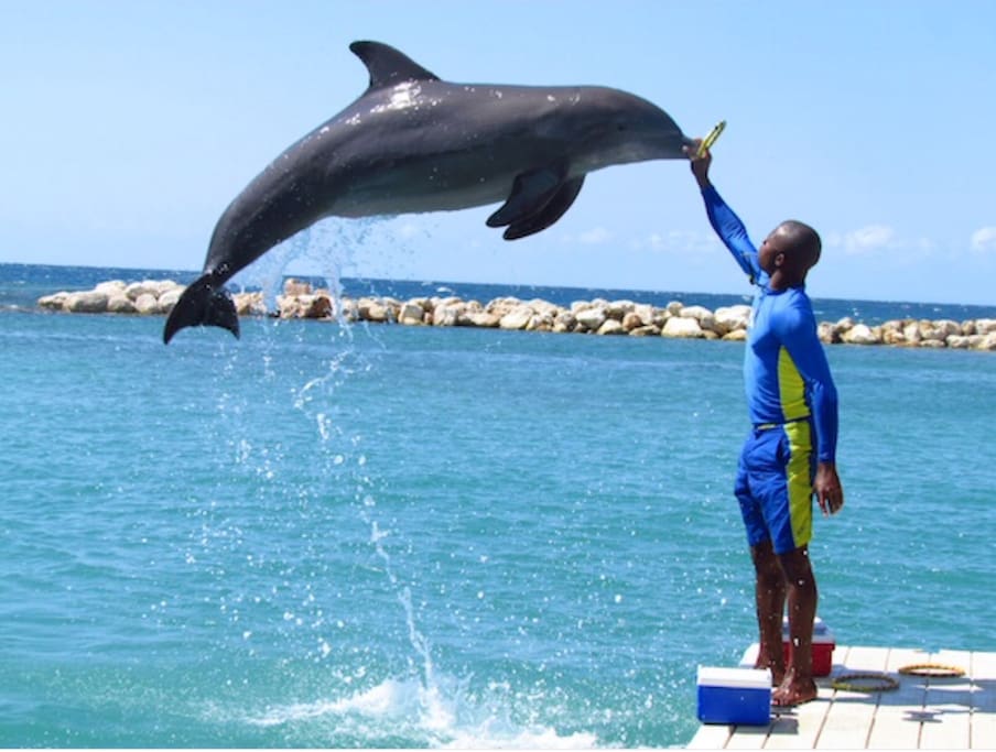 So many attractions, minutes away from Drax Hall Country Club! Dolphin Cove is a must do!