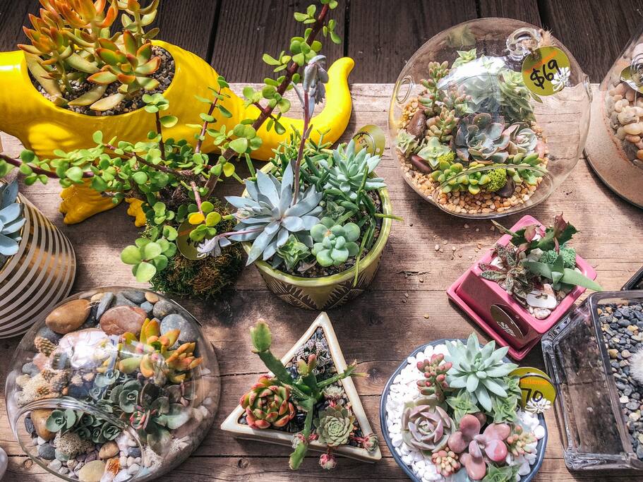 像一个童话的多肉植物花店 旧金山旅游攻略 尽在airbnb爱彼迎