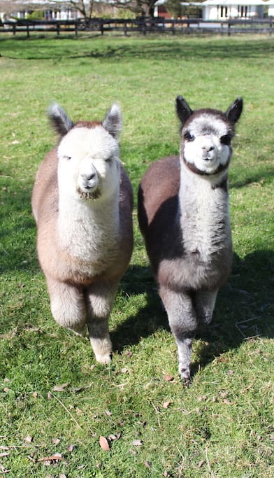 Alpacas for company