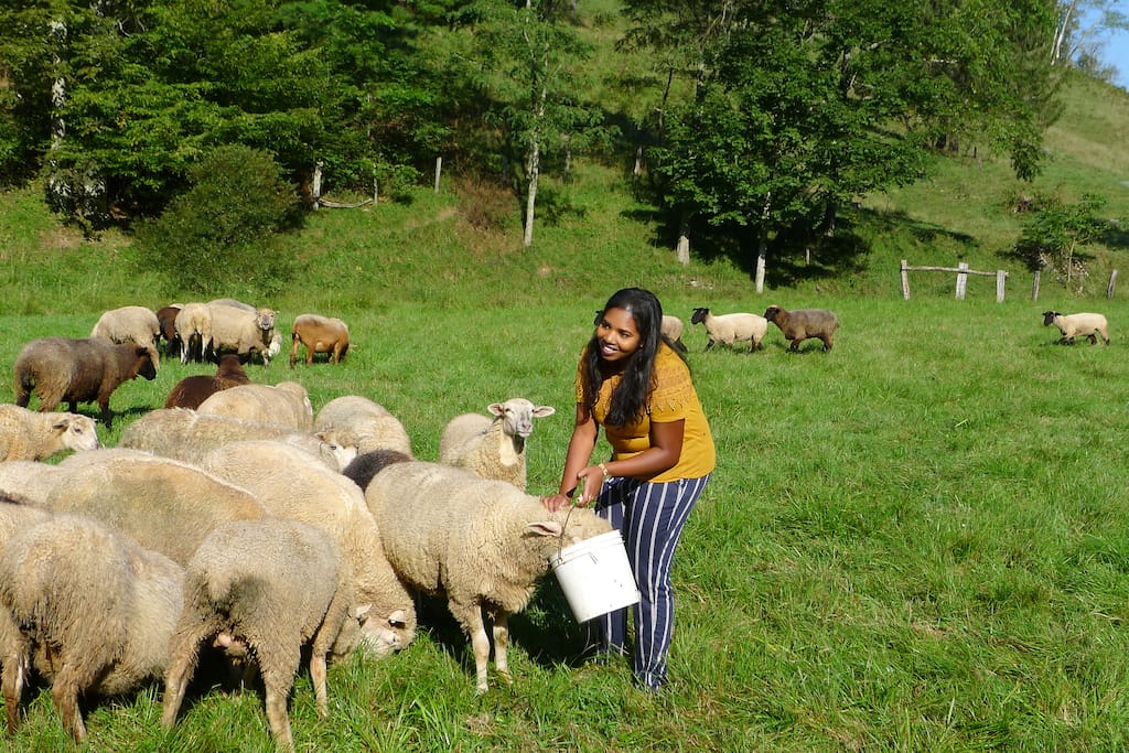 Feeding the Sheep