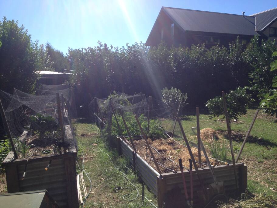 Vegies- help yourself!
