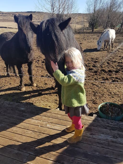 Local horses
