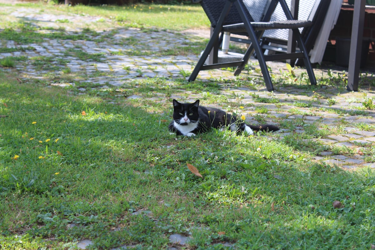 A black and white cat relaxes on the grassy area, surrounded by a cobblestone pathway. In the background, patio furniture is partially visible, suggesting a comfortable outdoor space. Small flowers can be seen dotting the lush green grass.