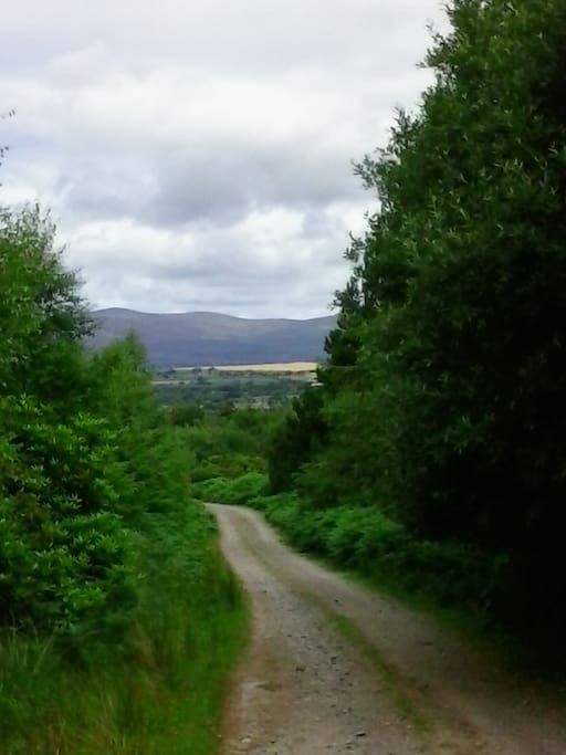 walking near the Galtees